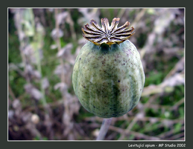 levitující opium
